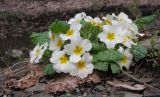 Primula vulgaris. Цветущее растение. Краснодарский край, м/о г. Новороссийск, ущ. Щель Мардакова, на берегу безымянной реки. 03.04.2016.