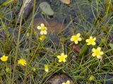 Ranunculus reptans