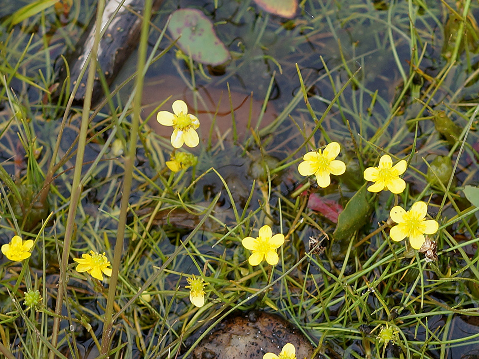 Image of Ranunculus reptans specimen.