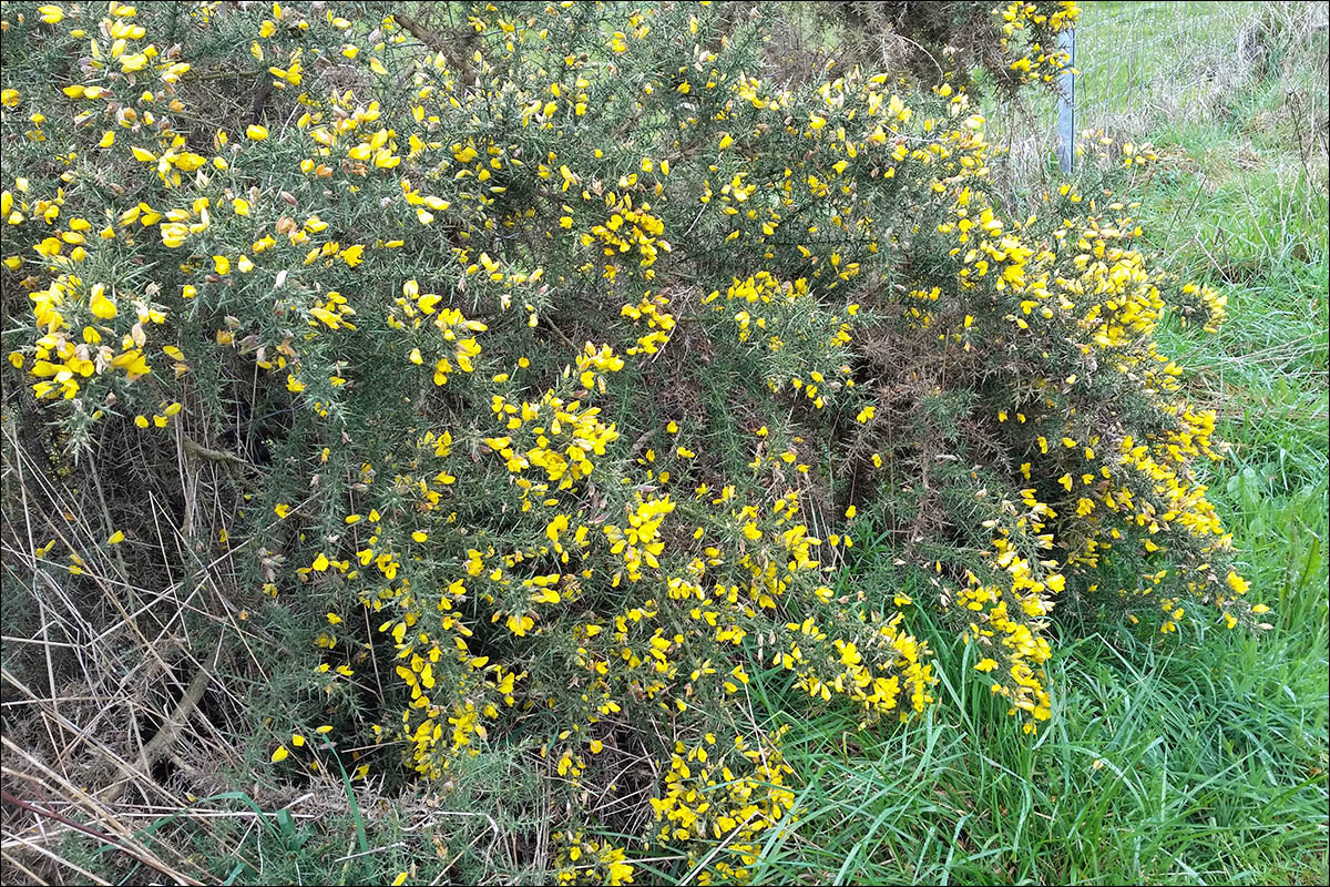 Изображение особи Ulex europaea.