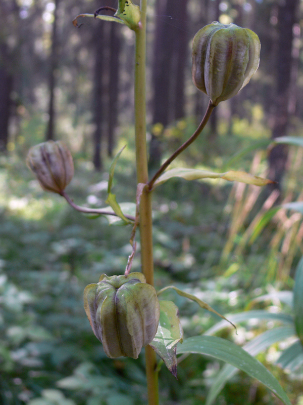 Изображение особи Lilium pilosiusculum.