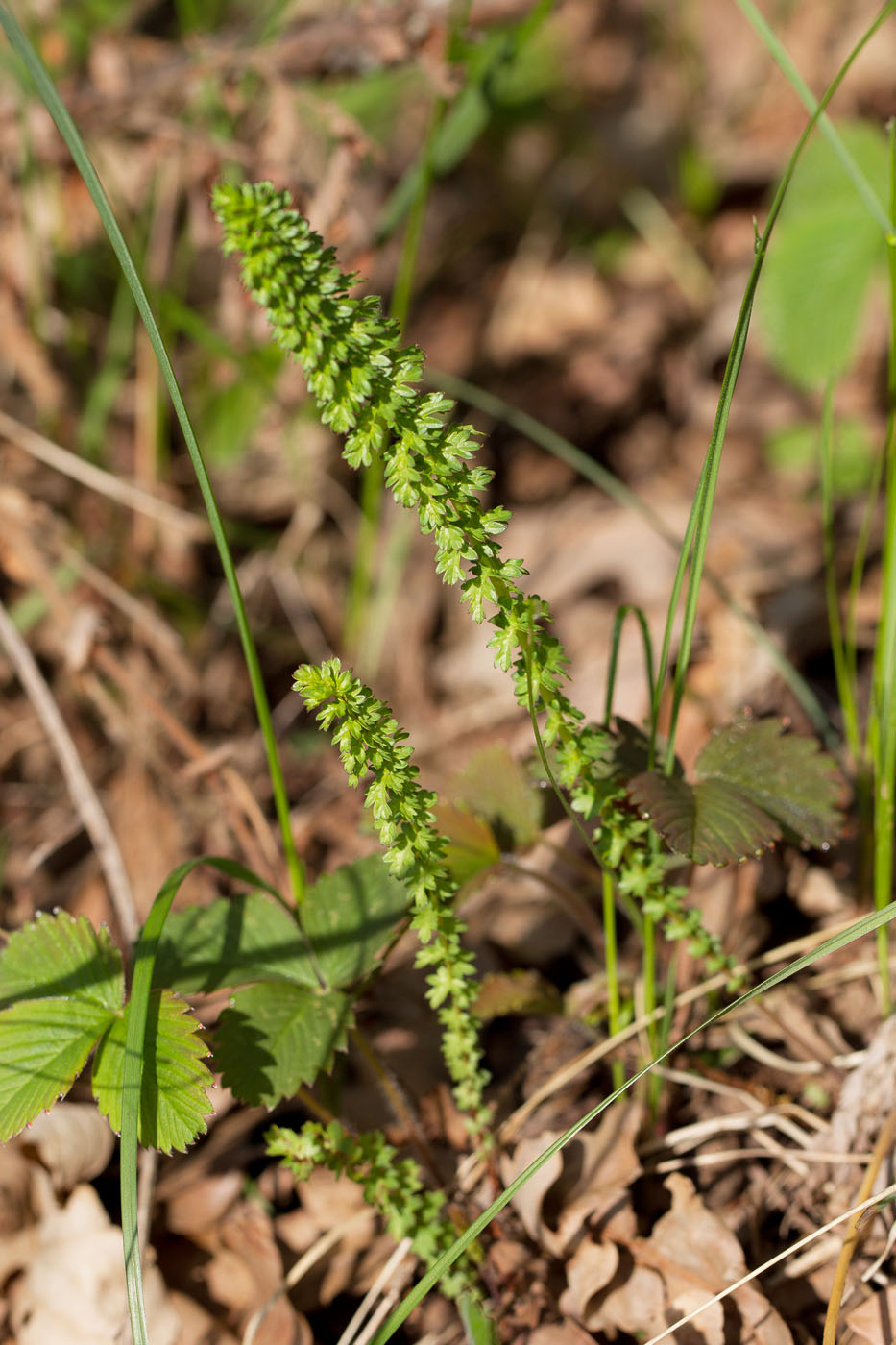 Image of Filipendula vulgaris specimen.