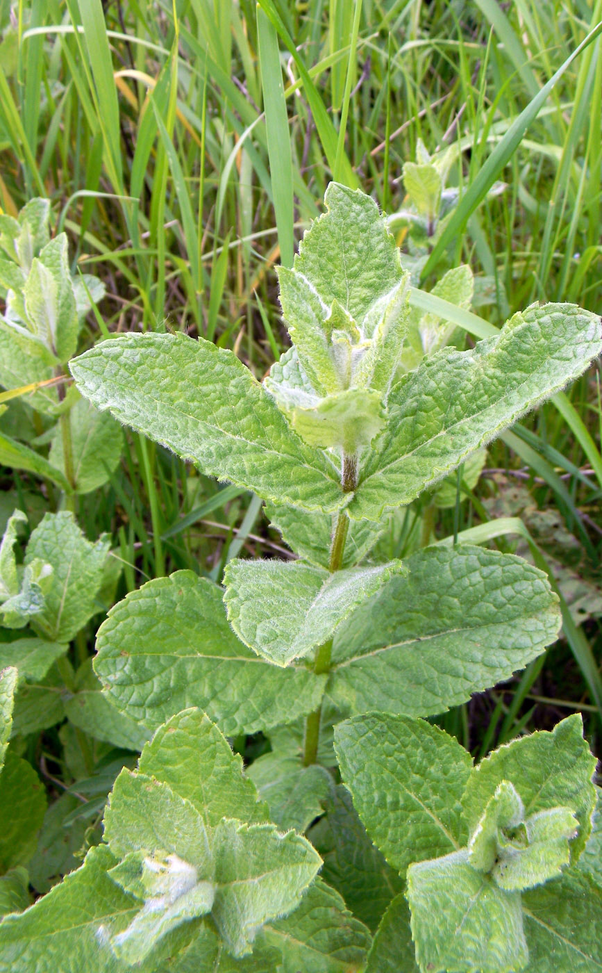 Image of Mentha suaveolens specimen.