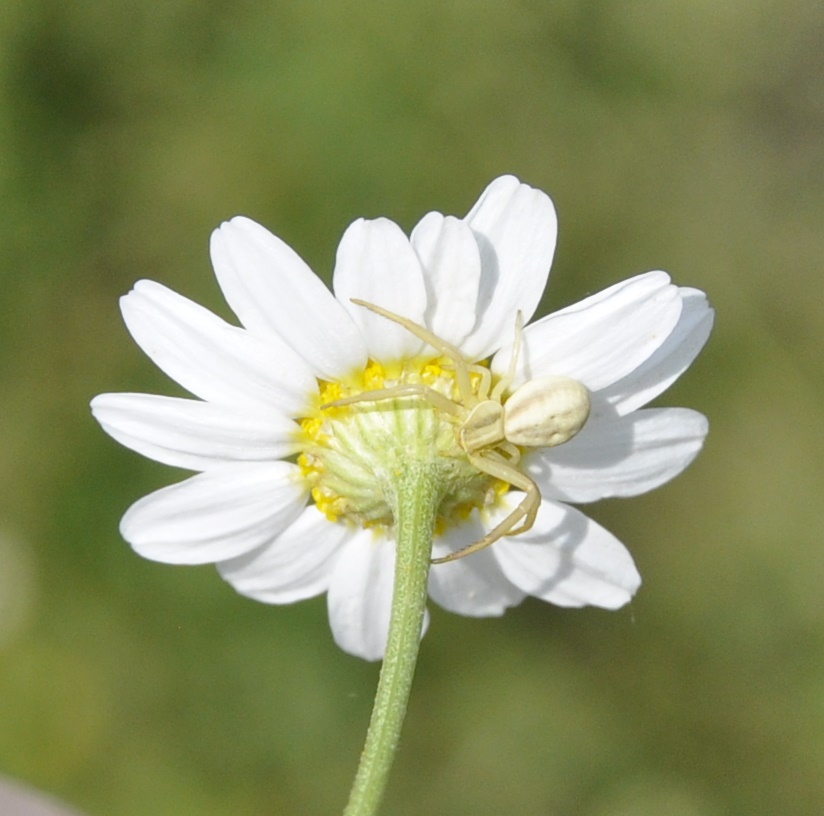 Image of familia Asteraceae specimen.