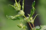 Phlomoides tuberosa