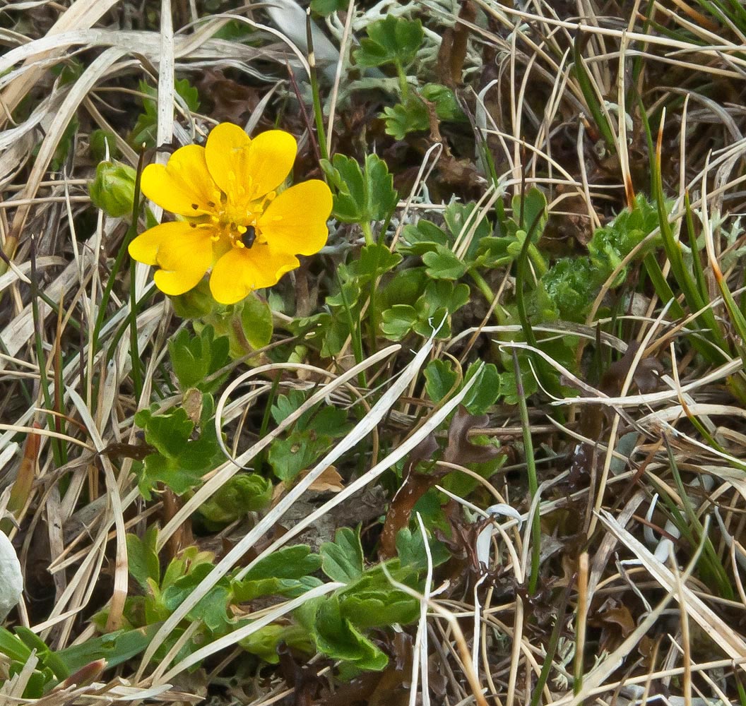 Image of Potentilla gelida specimen.