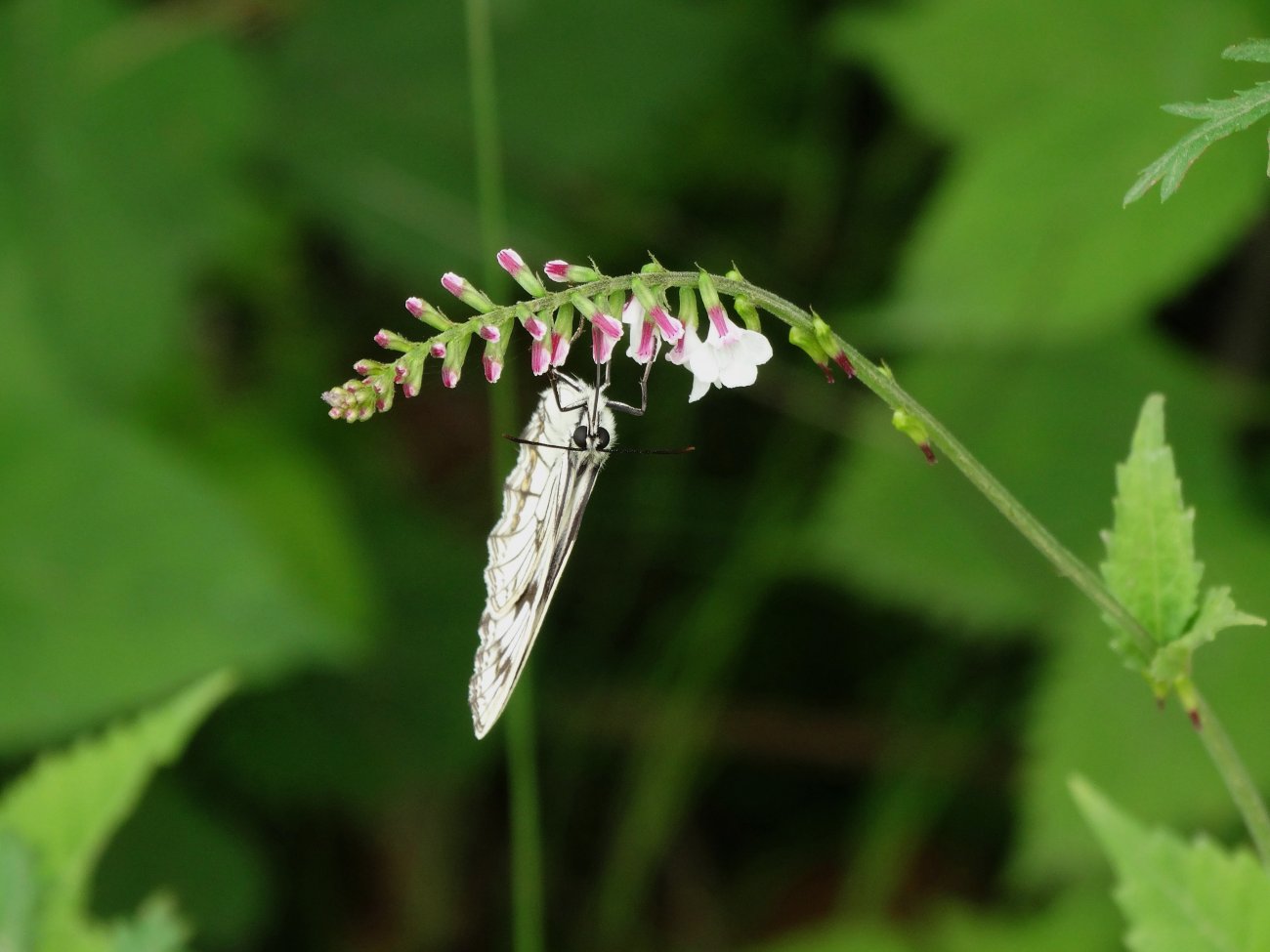 Image of Phryma asiatica specimen.