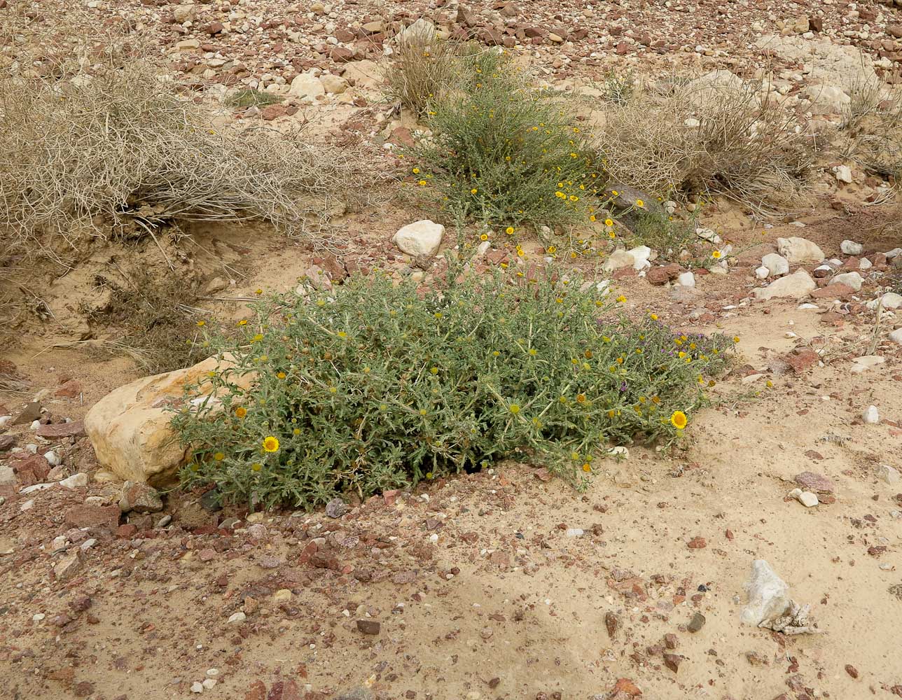 Image of Anvillea garcinii specimen.