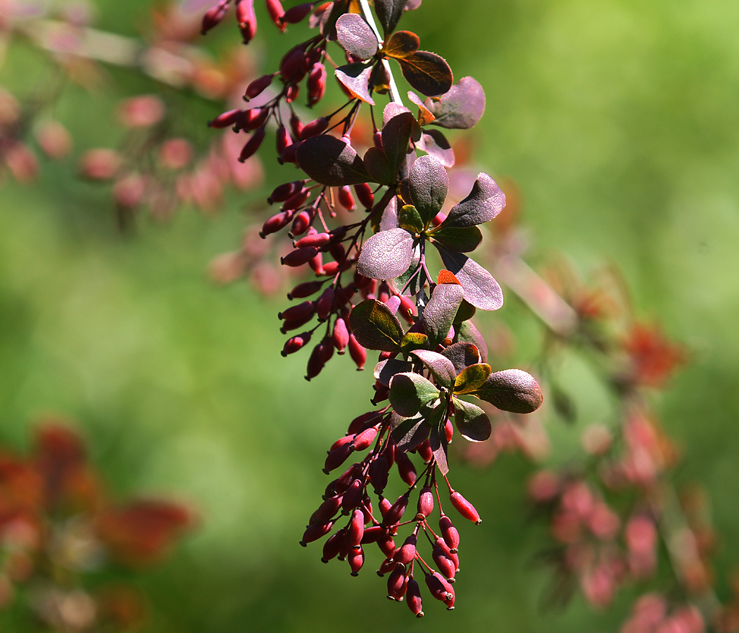 Image of Berberis vulgaris f. atropurpurea specimen.