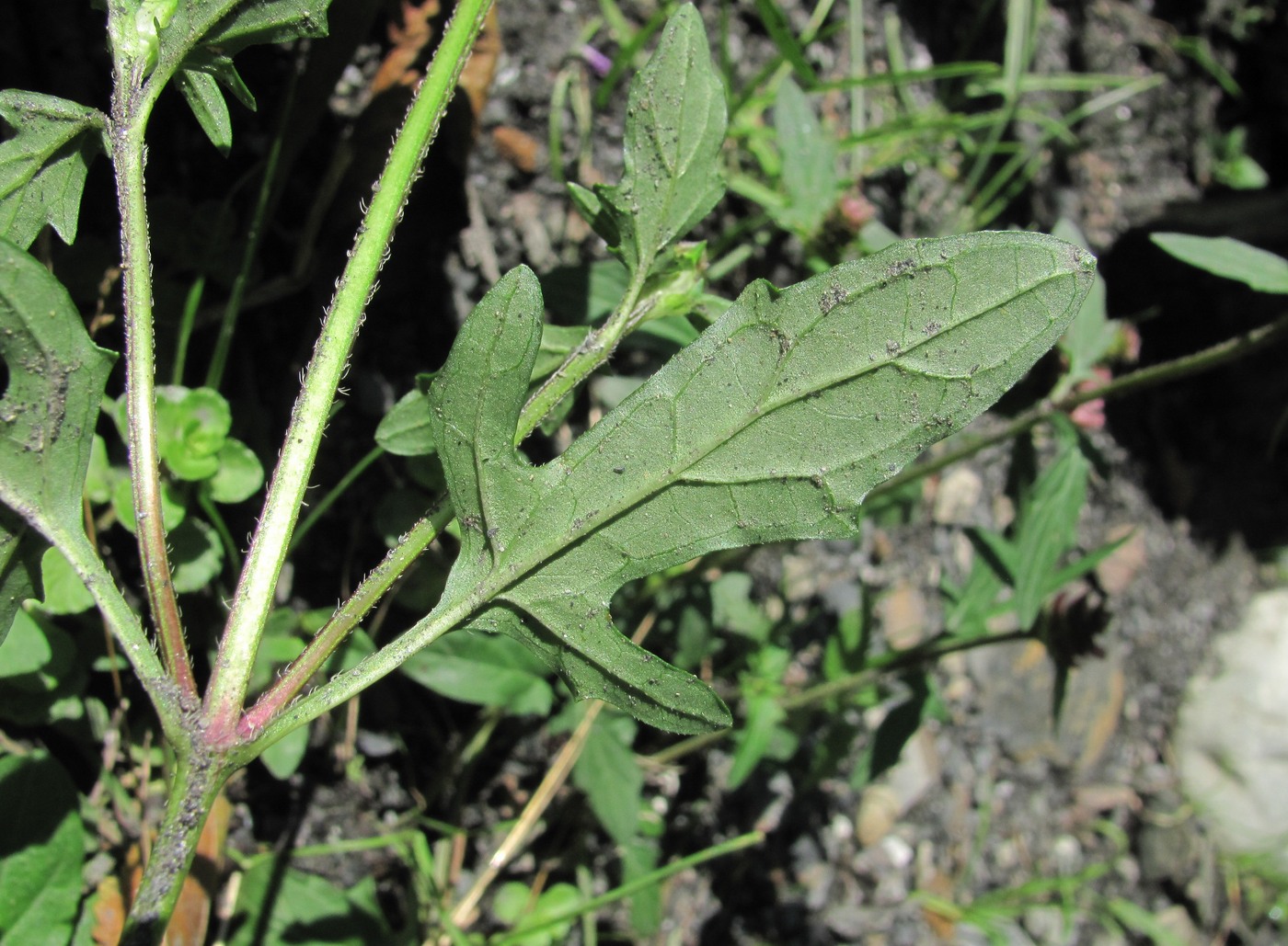 Изображение особи Prunella gracillicaulia.