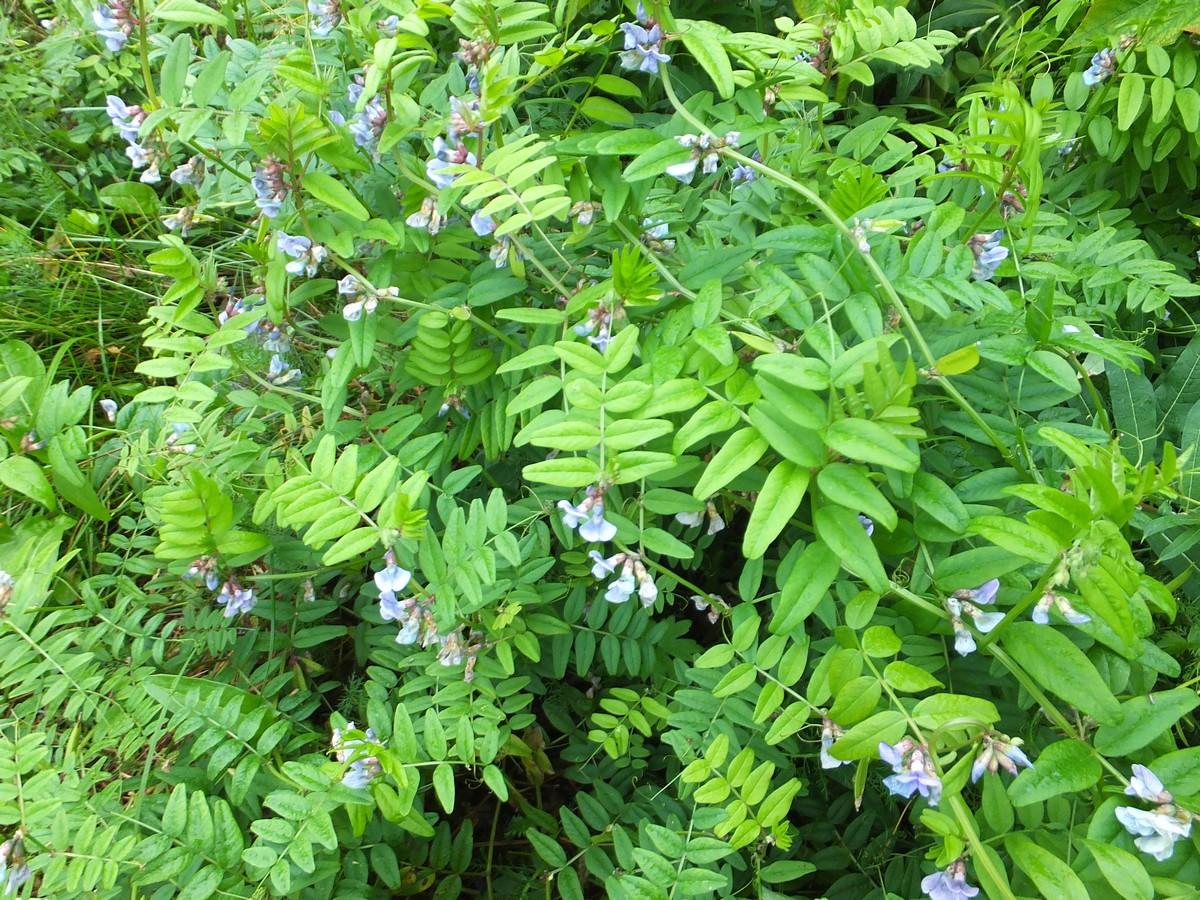 Image of Vicia sepium specimen.