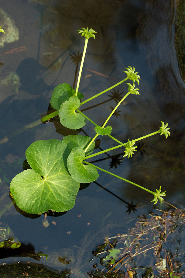 Изображение особи Caltha palustris.