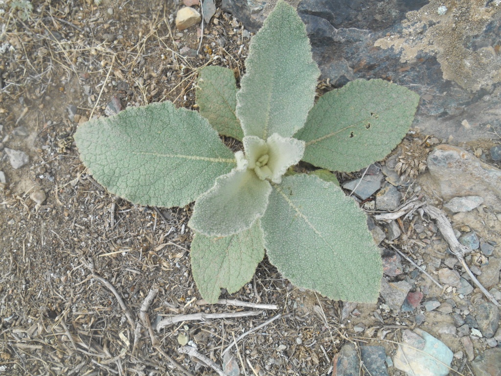 Image of genus Verbascum specimen.