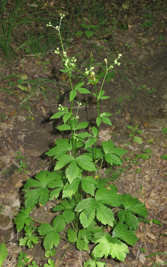 Image of Sanicula chinensis specimen.