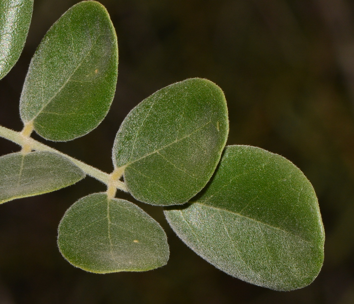 Image of Sophora tomentosa specimen.