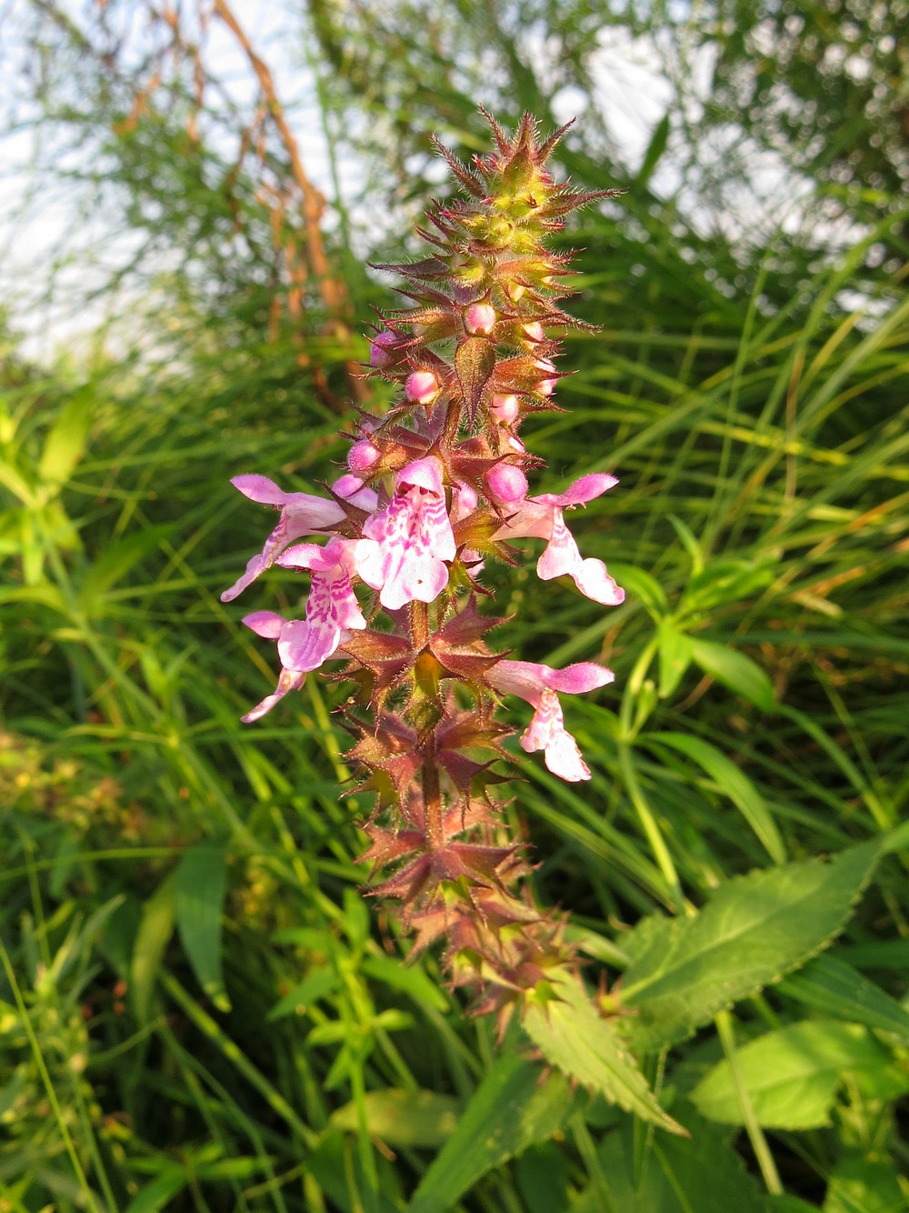 Image of Stachys palustris specimen.