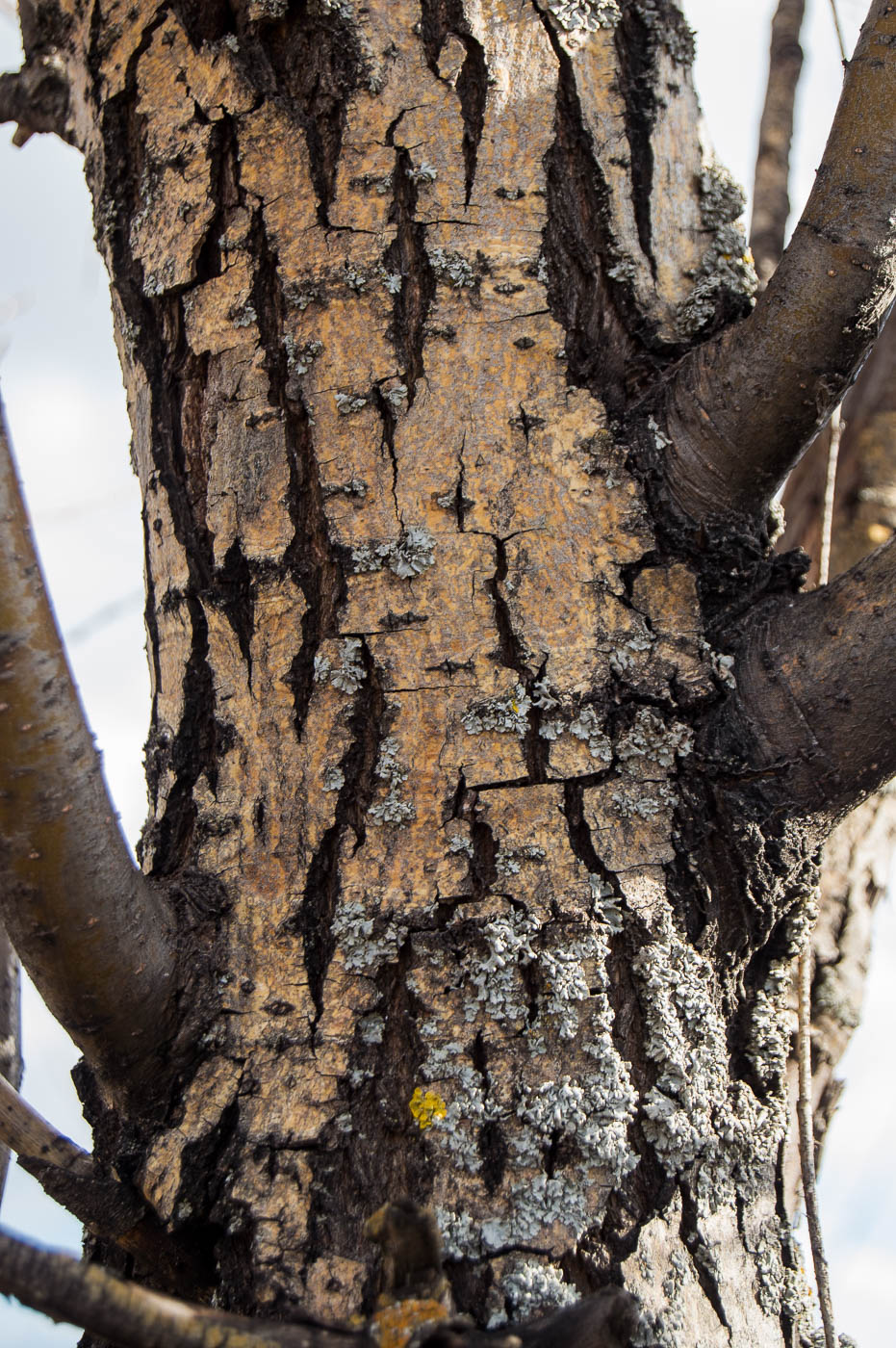 Image of genus Salix specimen.