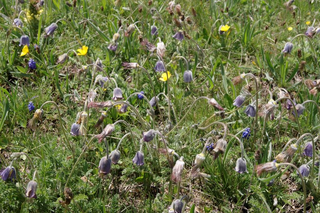 Image of Pulsatilla violacea specimen.