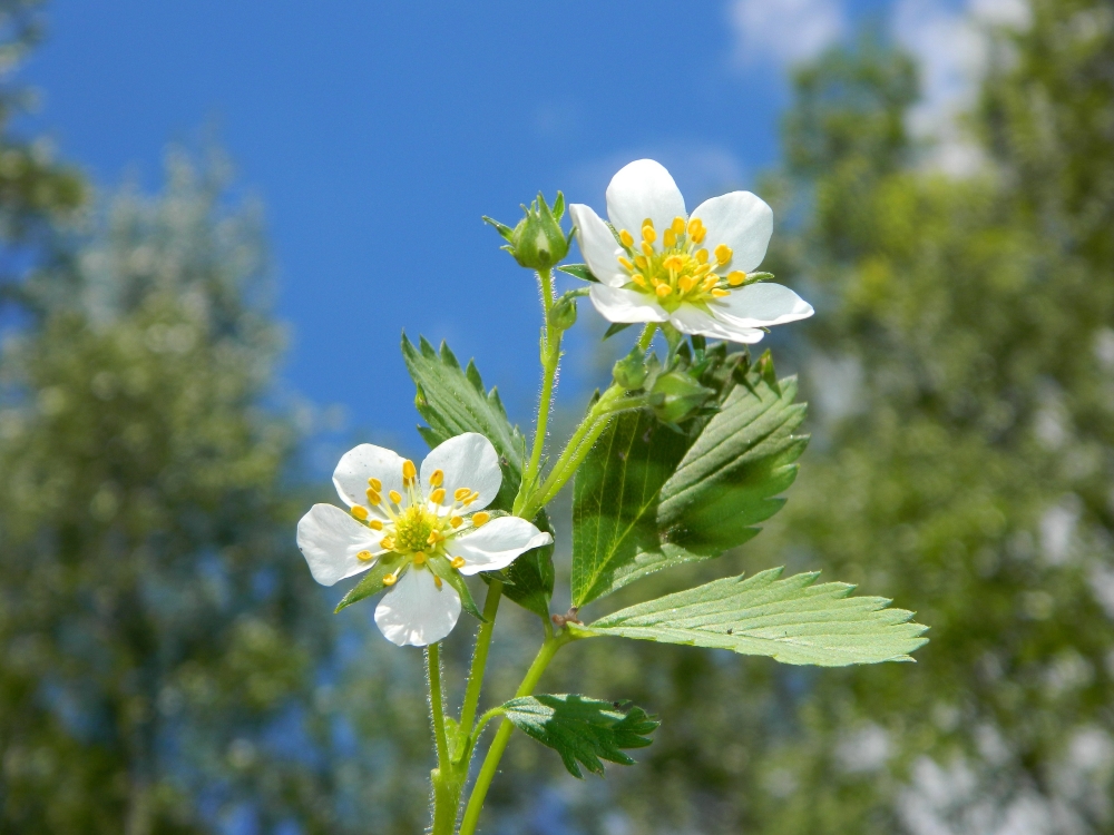 Image of Fragaria vesca specimen.