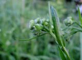 Erigeron annuus. Верхушка растения с раскрывающимися соцветиями. Московская обл., городской округ Балашиха, окр. дер. Чёрное, луг у ж.-д. платформы Заря. 04.07.2017.