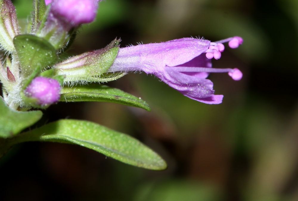 Image of Thymus japonicus specimen.