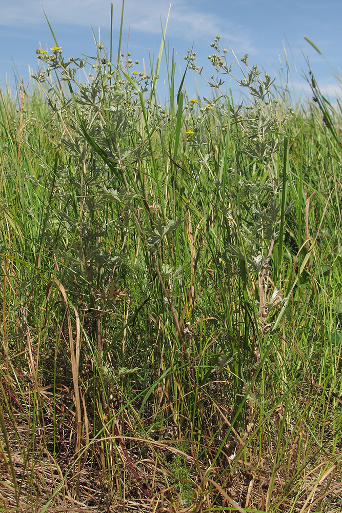 Image of Potentilla impolita specimen.