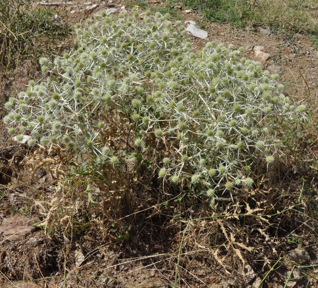 Изображение особи Eryngium campestre.