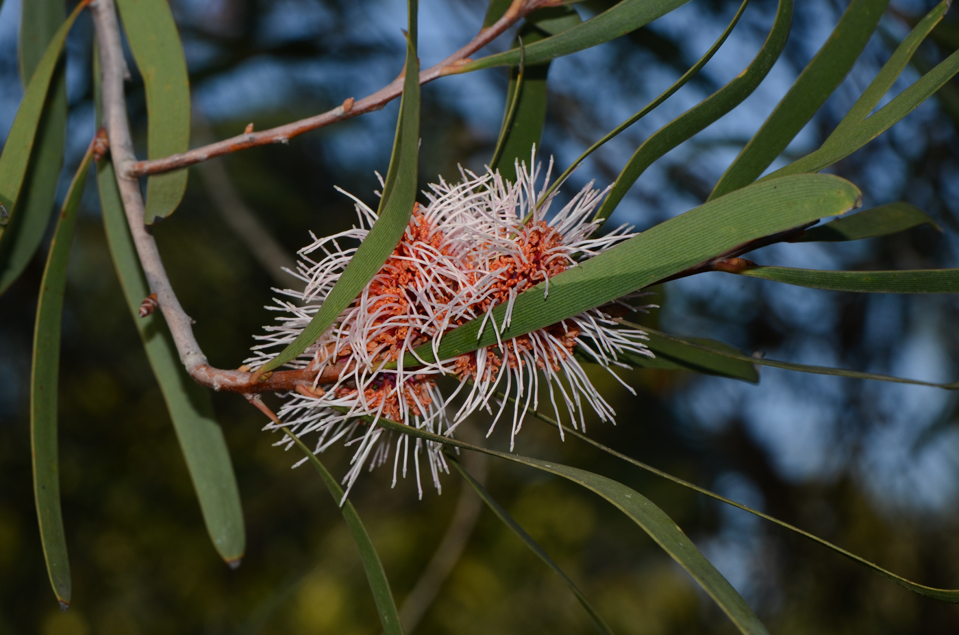 Image of Hakea multilineata specimen.