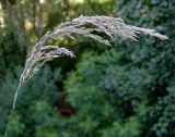 Смотреть изображение Calamagrostis angustifolia