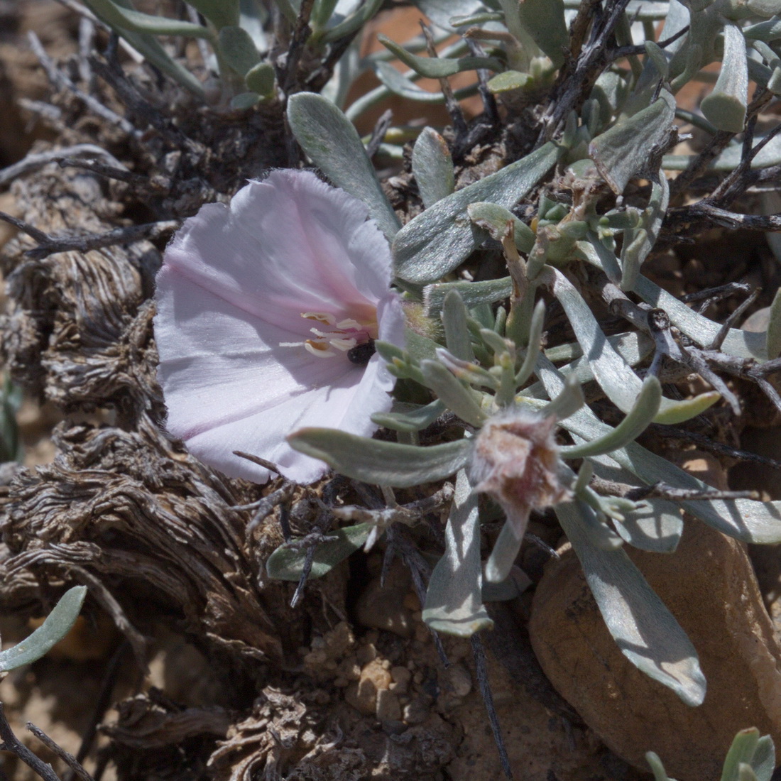 Image of Convolvulus tragacanthoides specimen.