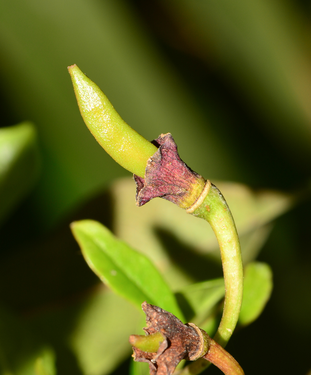 Image of Bignonia capreolata specimen.