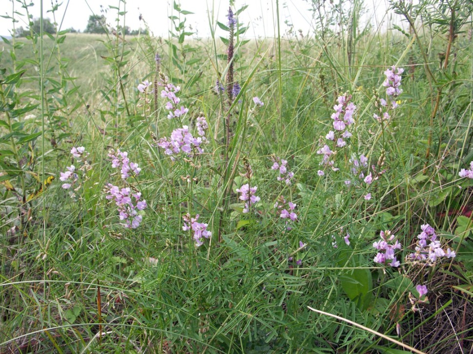 Image of Astragalus silvisteppaceus specimen.