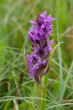 Dactylorhiza incarnata. Соцветие. Ленинградская обл., Волосовский р-н, суходольный разнотравно-злаковый луг. 16.07.2017.