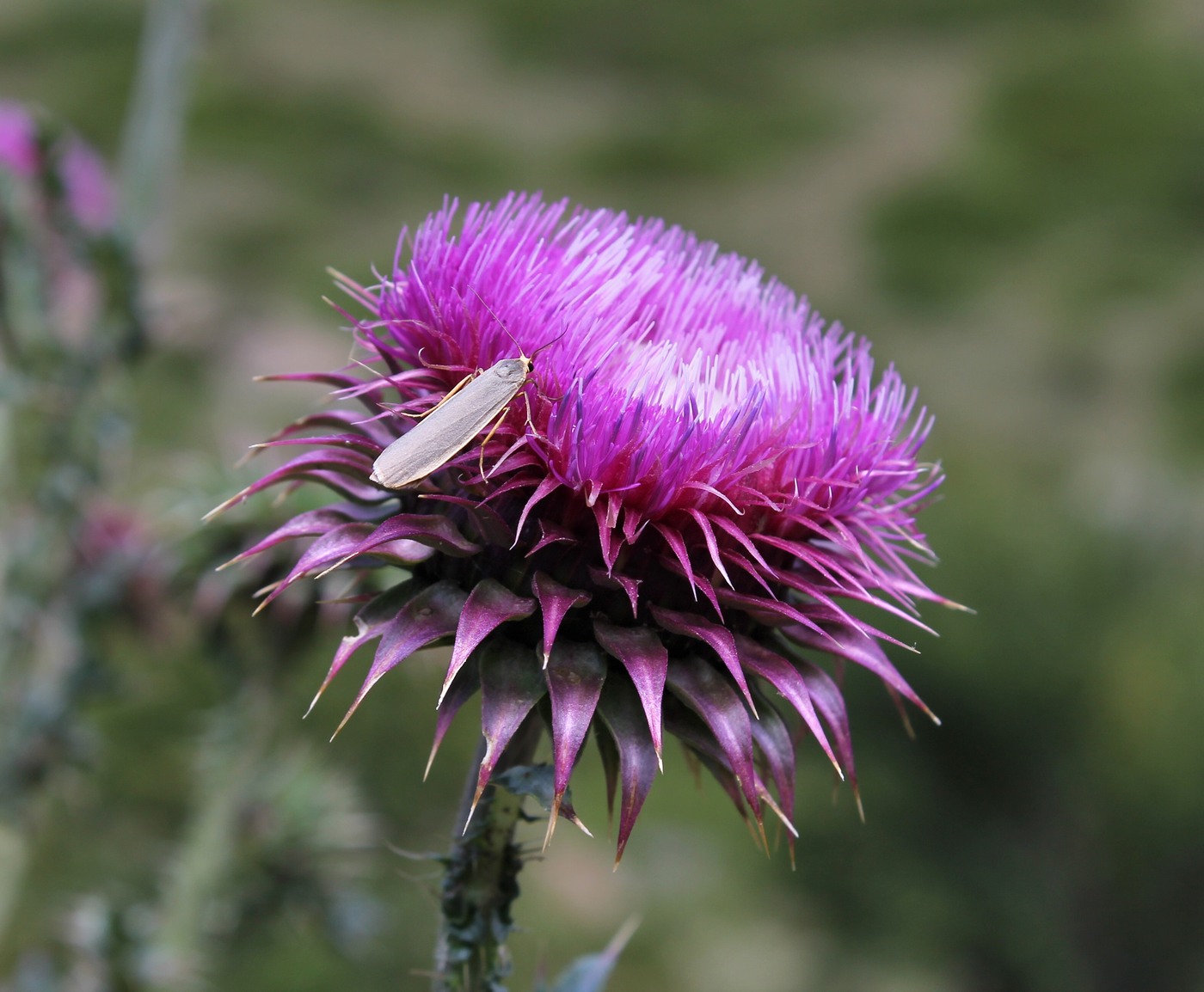 Image of Carduus thoermeri specimen.