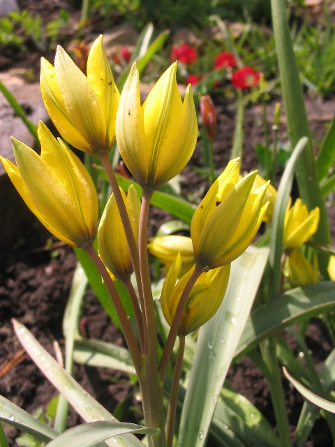 Image of Tulipa ophiophylla ssp. bestashica specimen.