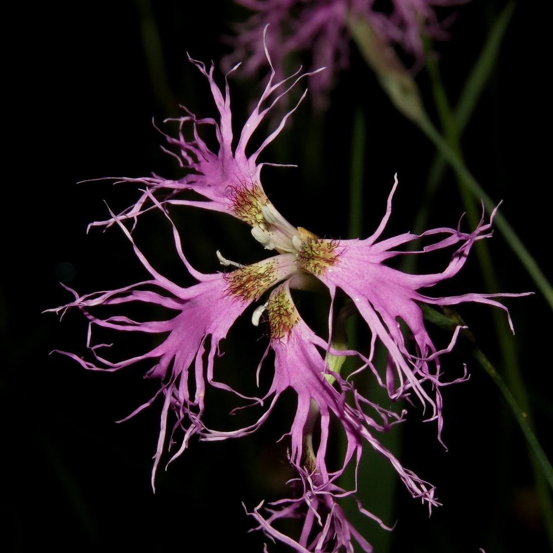 Image of Dianthus superbus specimen.
