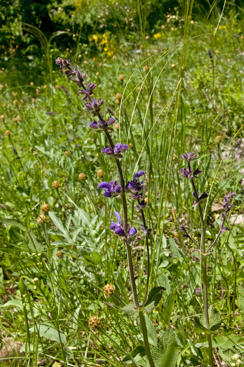 Image of Salvia tesquicola specimen.