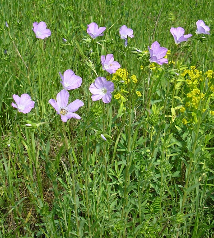 Изображение особи Linum hirsutum.