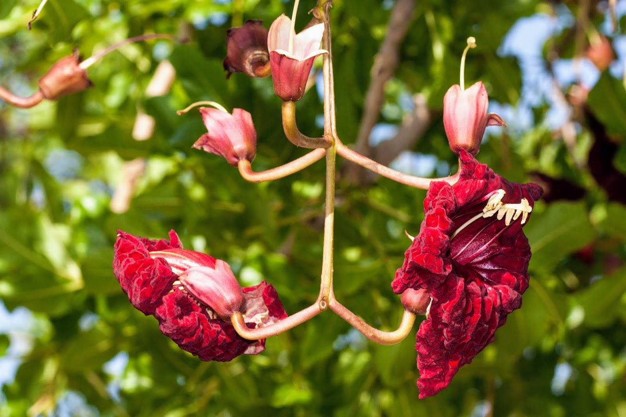 Image of Kigelia pinnata specimen.