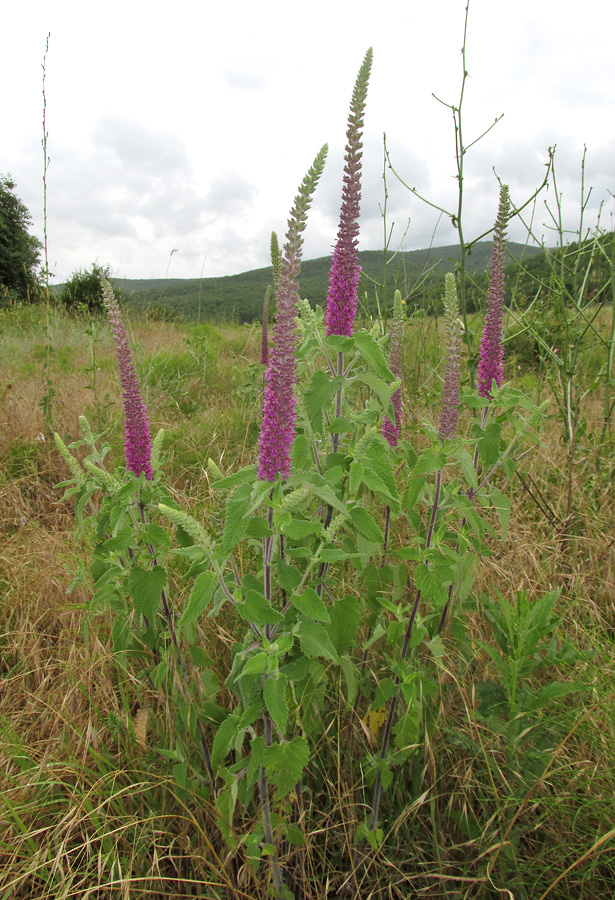 Изображение особи Teucrium hircanicum.