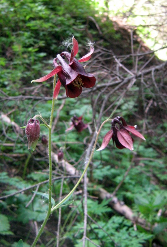 Изображение особи Aquilegia atrovinosa.