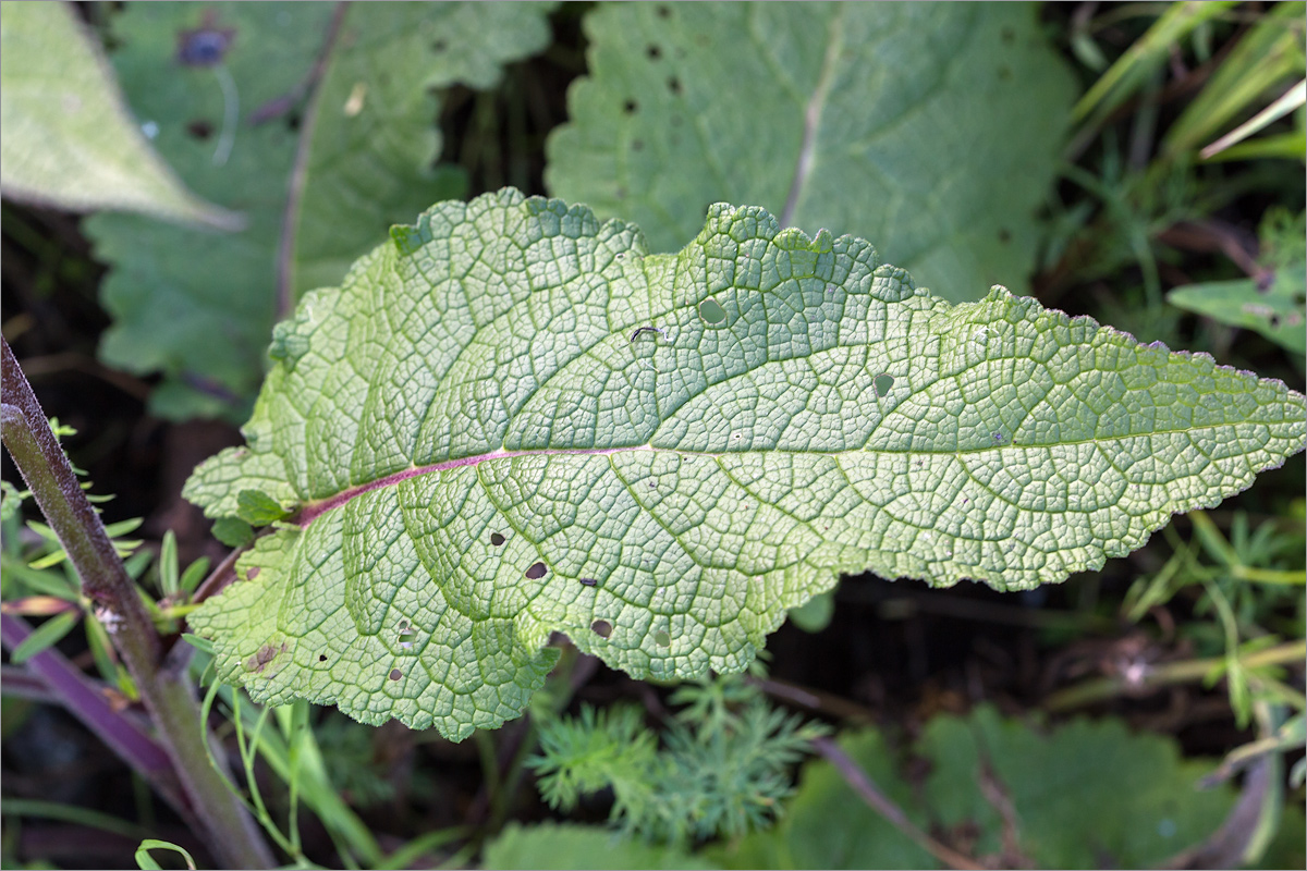 Изображение особи Verbascum nigrum.