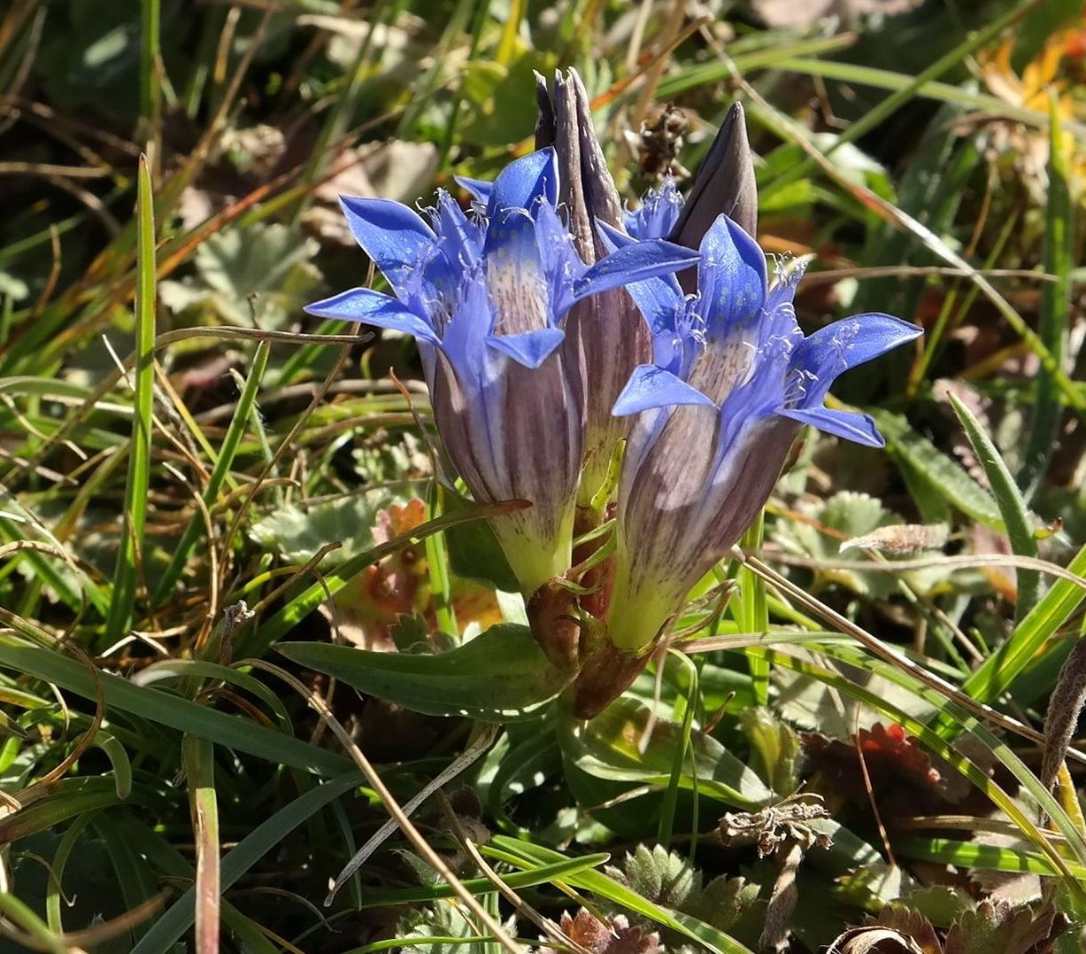 Изображение особи Gentiana septemfida.