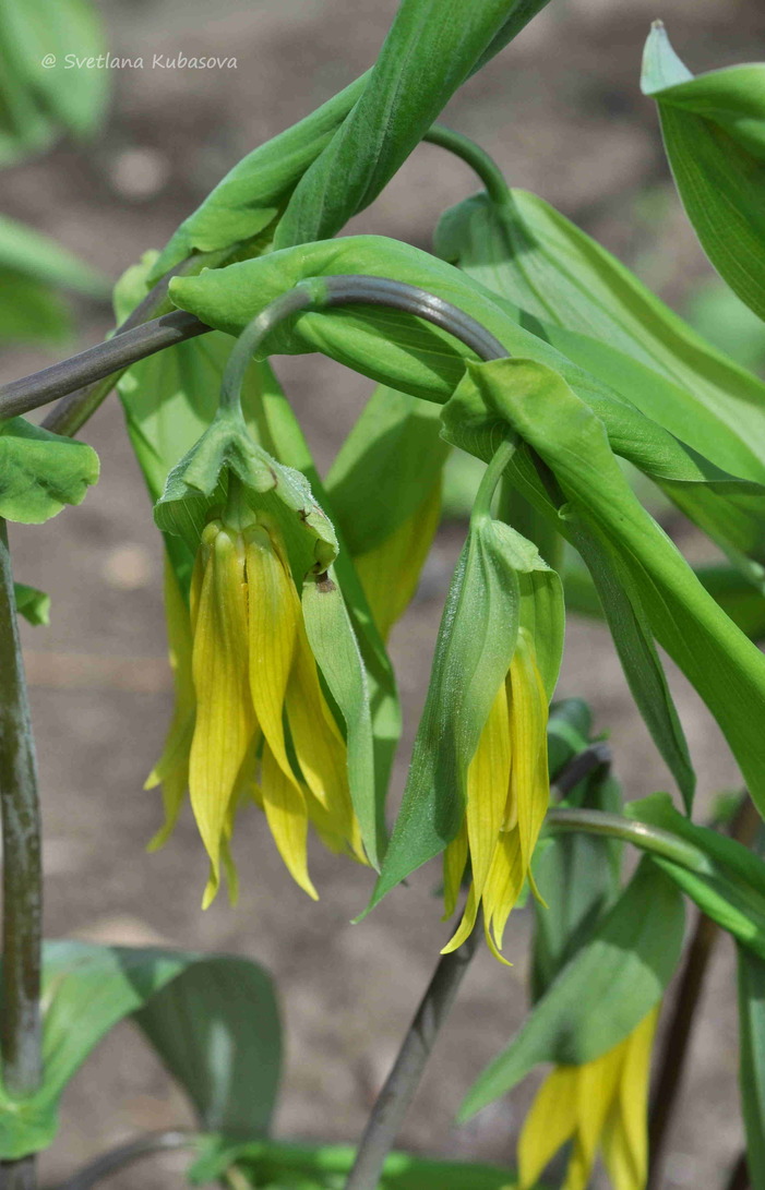 Изображение особи Uvularia grandiflora.