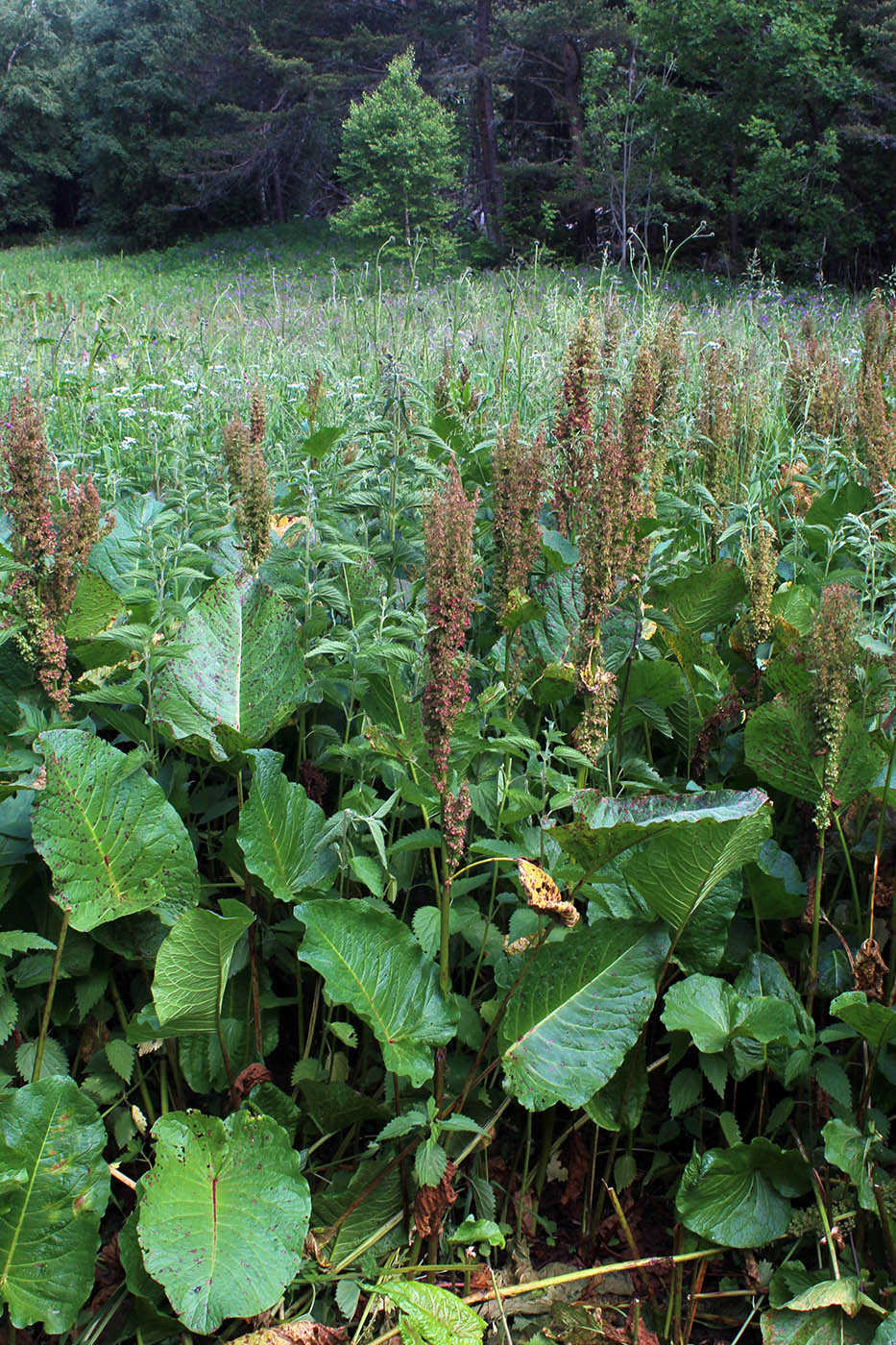 Image of Rumex alpinus specimen.