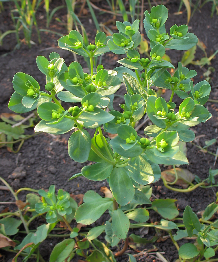 Image of Euphorbia helioscopia specimen.