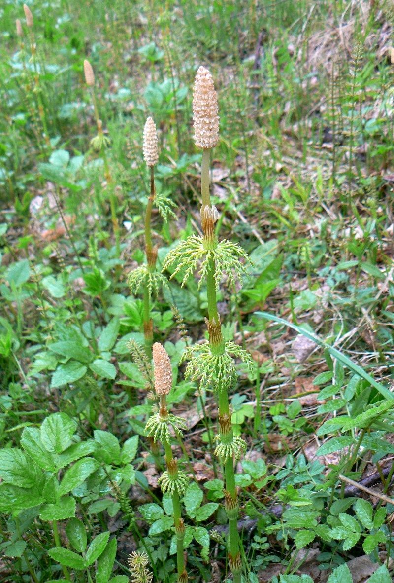 Image of Equisetum sylvaticum specimen.