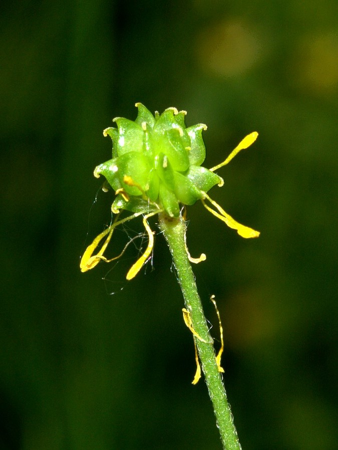 Изображение особи Ranunculus glabriusculus.