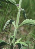 Nepeta cyanea