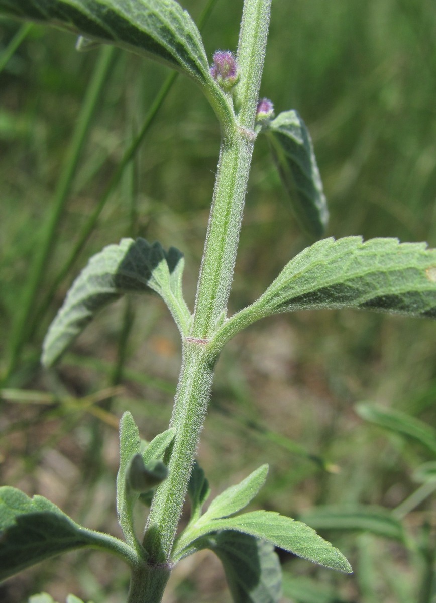 Изображение особи Nepeta cyanea.